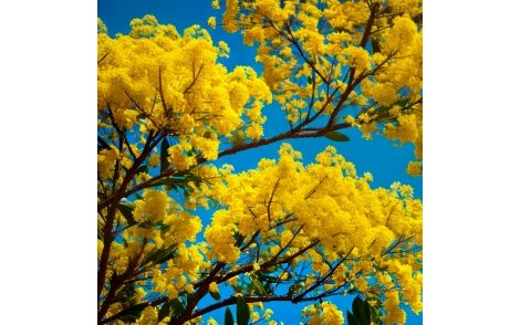 Acácia Amarela em floração