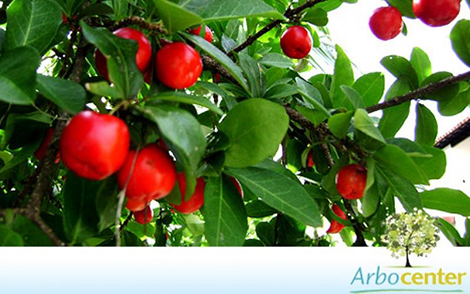 Sementes de Acerola (Malpighia emarginata DC.)