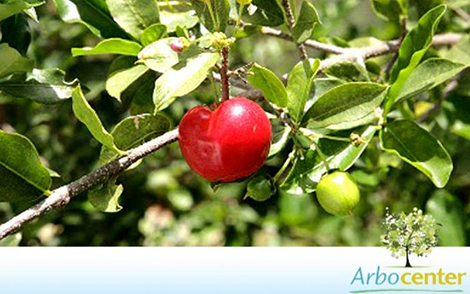 Sementes de Acerola (Malpighia emarginata DC.)