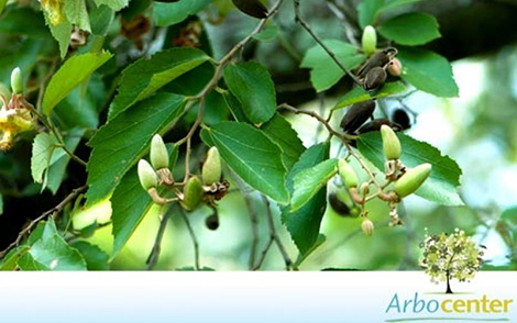 Sementes de Açoita-Cavalo-Miúdo (Luehea divaricata Mart.)