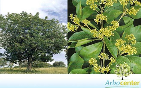 Sementes de Araribá (Simira sampaioana (Standl.) Steyerm)