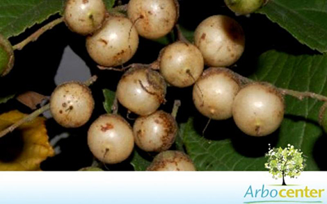 Sementes de Babosa Branca (Cordia superba Cham.)