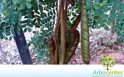 Sementes de Barbatimão (Stryphnodendron polyphyllum Mart.)