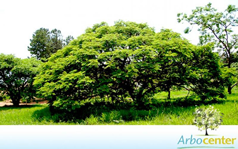 Sementes de Barbatimão Verdadeiro (Stryphnodendron adstringens (Mart.) Coville)