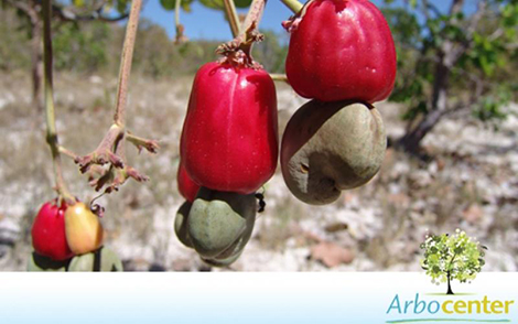 Sementes de Cajuzinho do Cerrado (Anarcadium Humile A. St.-Hil.)