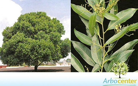 Sementes de Canela Ferrugem (Nectandra megapotamica (Spreng.) Mez)