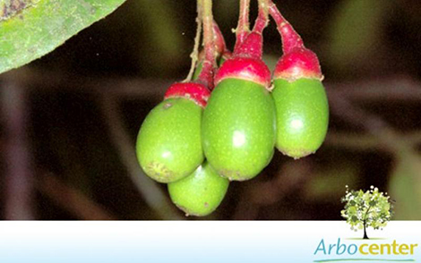 Sementes de Canela Ferrugem (Nectandra megapotamica (Spreng.) Mez)