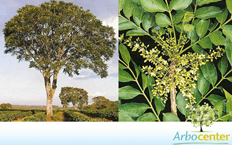 Sementes de Canjarana (Cabralea canjerana (Vell.) Mart.))