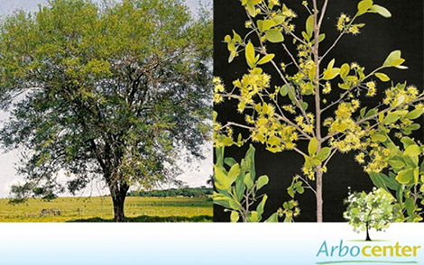 Sementes de Capitãozinho (Terminalia triflora (Griseb.) Lillo)