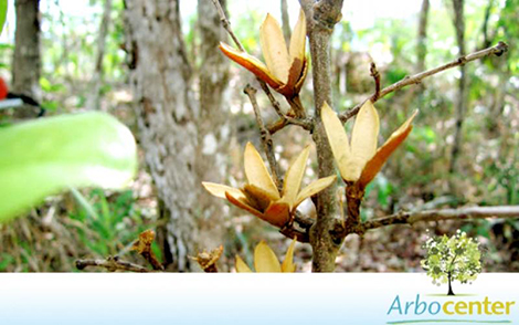 Sementes de Carvão-Branco (Callisthene fasciculata (Spreng.) Mart)