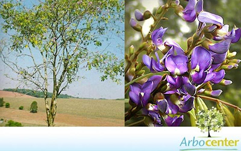 Sementes de Cássia Azul  (Millettia dura Dunn)