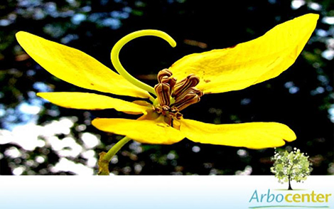 Sementes de Cassia do Nordeste (Senna spectabilis var. excelsa (Schrad.) H.S. Irwin e Barneby)