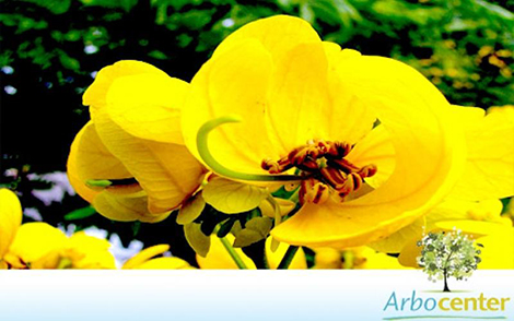 Sementes de Cassia do Nordeste (Senna spectabilis var. excelsa (Schrad.) H.S. Irwin e Barneby)