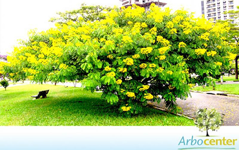 Sementes de Cassia do Nordeste (Senna spectabilis var. excelsa (Schrad.) H.S. Irwin e Barneby)