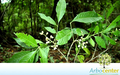 Sementes de Catiguá (Trichilia hirta L .)