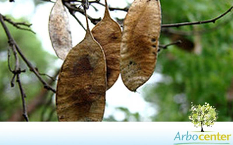 Sementes de Caviúna-do-Cerrado (Dalbergia miscolobium Benth.)