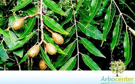 Sementes de Cedro do Brejo (Cedrela odorata L)