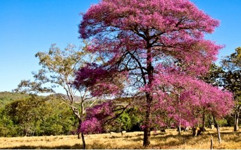 Árvore de Cega Machado no cerrado