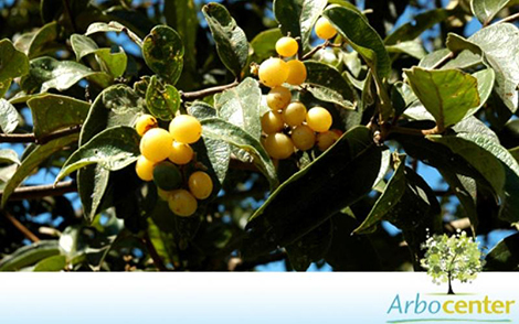 Sementes de Chá de Bugre (Cordia sellowiana)