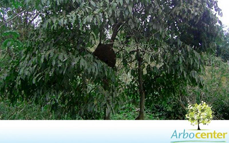 Sementes de Chá de Bugre (Cordia sellowiana)