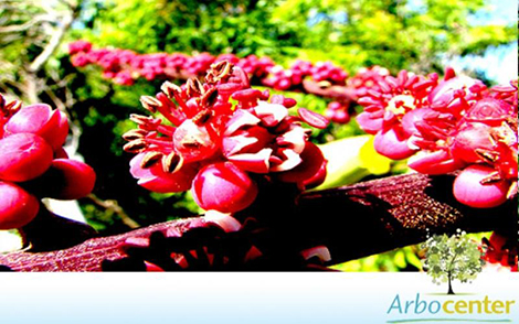 Sementes de Cheflera (Schefflera actinophylla (Endl.) Harms)