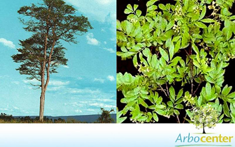 Sementes de Correieiro  (Diatenopteryx sorbifolia Radlk.)