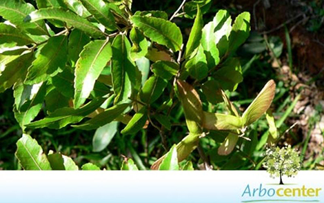 Sementes de Correieiro  (Diatenopteryx sorbifolia Radlk.)