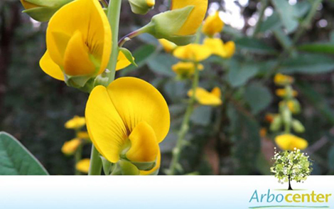 Crotalária Juncea (Crotalaria juncea L.)