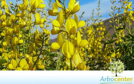 Crotalária Juncea (Crotalaria juncea L.)