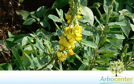 Crotalária Spectabilis (Crotalaria spectabilis Roth)