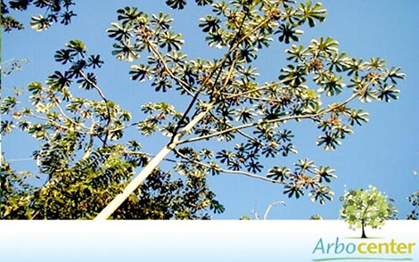 Sementes de Embauba do Brejo (Cecropia pachystachya Trécul)