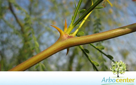 Sementes de Espinho de Jerusalém (Parkinsonia aculeata L.)