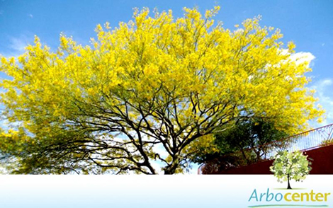 Sementes de Espinho de Jerusalém (Parkinsonia aculeata L.)