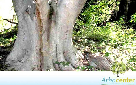 Sementes de Figueira do Brejo  (Ficus insipida Willd.)