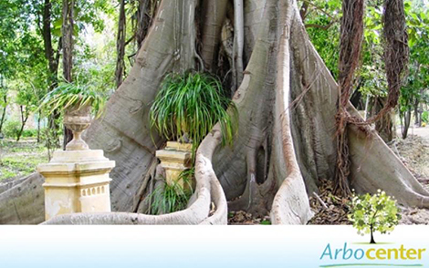 Sementes de Figueira Mata-Pau  (Ficus luschnathiana) (Miq.) Miq