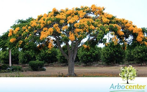 Sementes de Flamboyant Amarelo (Delonix regia sp.)