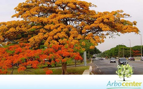 Sementes de Flamboyant Amarelo (Delonix regia sp.)