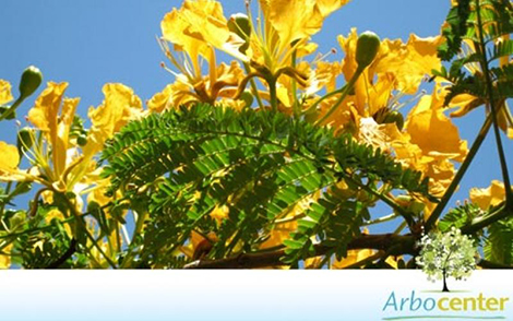 Sementes de Flamboyant Amarelo (Delonix regia sp.)