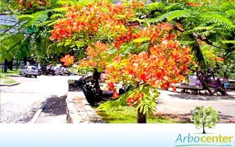 Sementes de Flamboyant Salmão (Delonix regia sp.)