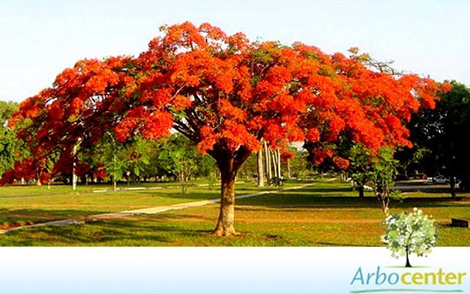 Sementes de Flamboyant Salmão (Delonix regia sp.)