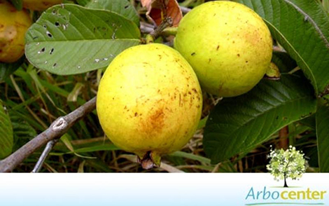 Sementes de Goiaba Vermelha (Psidium guajava L.)