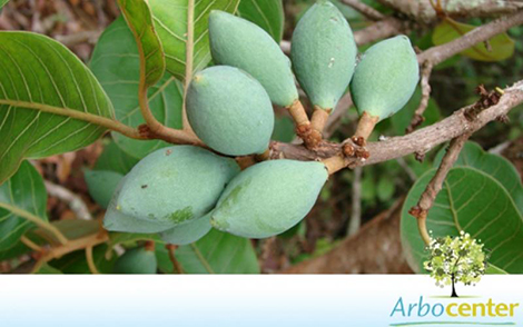 Sementes de Leiteiro Preto (Pouteria ramiflora ( Mart.) Radlk.)