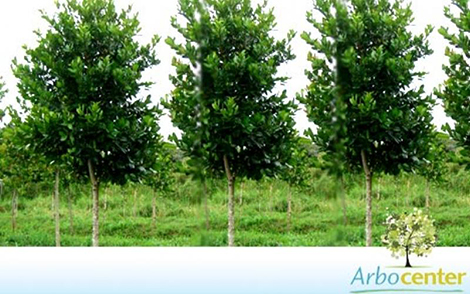 Sementes de Guanandi (Calophyllum brasiliense Cambess.)