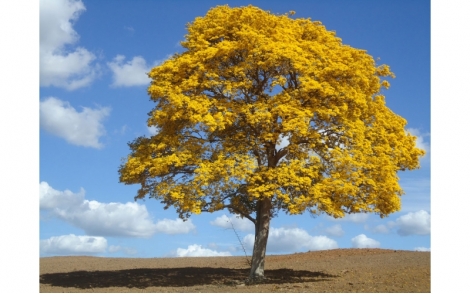 IPÊ AMARELO DA SERRA Tabebuia alba (Cham.) Sandwith