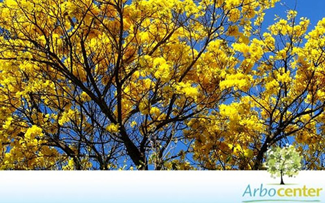 Sementes de Ipê Tabaco  (Handroanthus vellosoi (Toledo) Mattos)