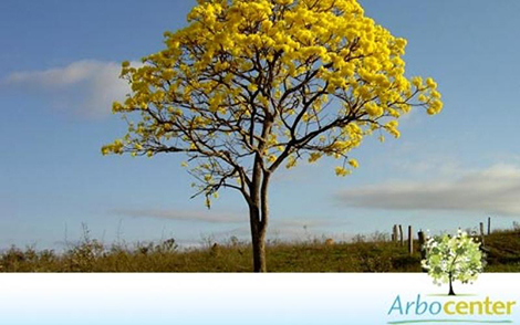 Sementes de Ipê Tabaco  (Handroanthus vellosoi (Toledo) Mattos)