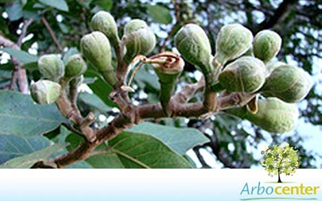 Sementes de Jatobá do Cerrado (Hymenaea stigonocarpa Mart. ex Hayne)