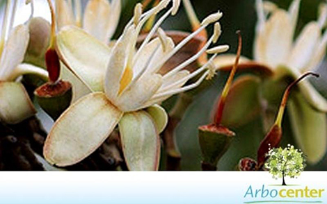 Sementes de Jatobá do Cerrado (Hymenaea stigonocarpa Mart. ex Hayne)