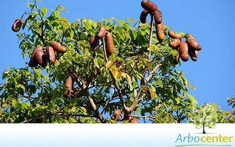 Sementes de Jatobá-da-mata (Hymenaea coubaril var. stilbocarpa)