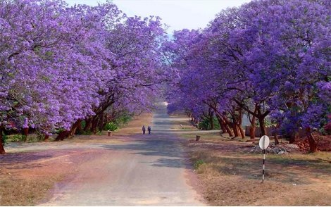 Jacarandá mimoso